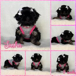 Sasha - Black and tan female Shih Tzu puppy in Yelm, Washington from Lala's All Star Shih Tzu