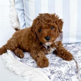 Scotch - gray collar boy - Red male Cavapoo puppy in Melbourne, Florida from Space Coast Doodle Co.