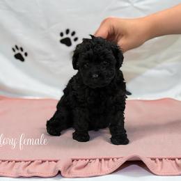 Poodle Puppies from KC Poodles of PA
