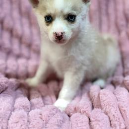 Meadow - Merle female Pomsky puppy in Aberdeen, Idaho from Willow Creek Cresteds