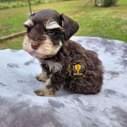 Rooster - Liver male Miniature Schnauzer puppy in Big Point, Mississippi from Lorraine's Miniature Schnauzers