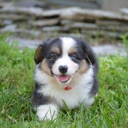 Pembroke Welsh Corgi Puppies from C&G Corgis