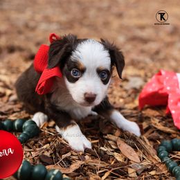 Aurora- RTF - Red tri female Toy Australian Shepherd puppy in Nacogdoches, Texas from TK Standard, Mini, & Toy Aussies