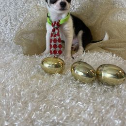 Chihuahua and Dachshund Puppies from Blue Tails Farm