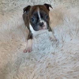 Girl 2 - Brindle and white female Boston Terrier puppy in Eight Mile, Alabama from Bishop's Bostons