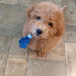 Goldendoodle Puppies from Delaryedoodles