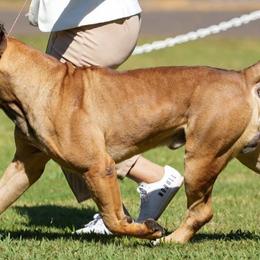 Cane Corso from Island Guard Cane Corso