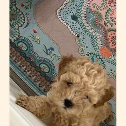 Cavapoo All Grown Up from Carolina Canines
