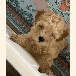 Cavapoo All Grown Up from Carolina Canines