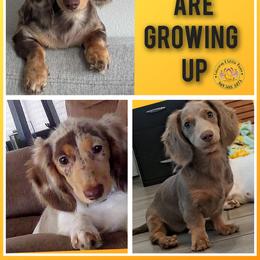 Dachshund Puppies from Gateway 2 Little Paws