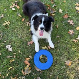 Boomer - Border Collie