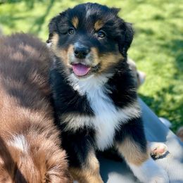 Udon - Black tri-color Australian Shepherd puppy in Salinas, California from AA Aussies