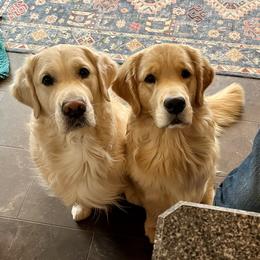 Golden Retriever All Grown Up from Blue River Goldens