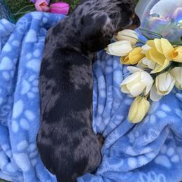 Boy 1 - Dapple male Dachshund puppy in Wittmann, Arizona from Purebred Pawprints