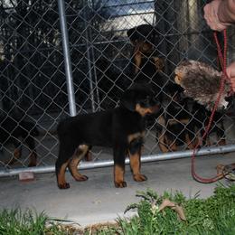 White girl - Black and mahogany female Rottweiler puppy in Cartersville, Virginia from Vom Heldenhaft Rottweilers