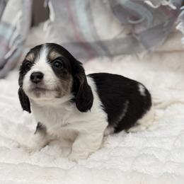 Roy - Piebald male Dachshund puppy in Decatur, Mississippi from KP Dachshunds