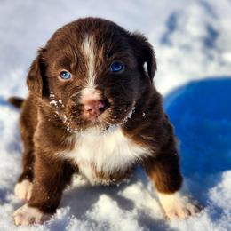 Georgie - Red tri female Miniature Australian Shepherd puppy in Mc Alester, Oklahoma from Angel's Aussies