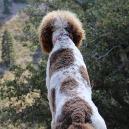 Emery - Poodle