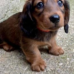 Dachshunds from RGZ Doxies