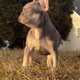 Cane Corso, English Bulldog, and French Bulldog Puppies from Alchemy Guardian Kennel