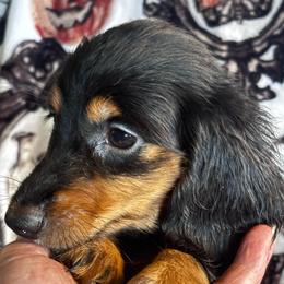 Faith - Black and tan female Dachshund puppy in Argos, Indiana from TKO Doxies