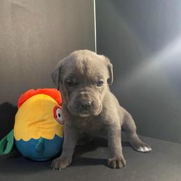 Teal collar - Gray female Cane Corso puppy in Atlanta, Georgia from Brandy Horne