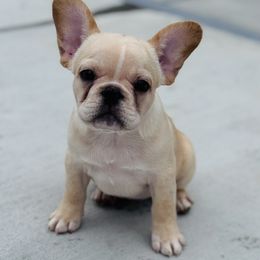 Honey Bun - Cream female French Bulldog puppy in Saucier, Mississippi from Mississippi Sound Frenchies