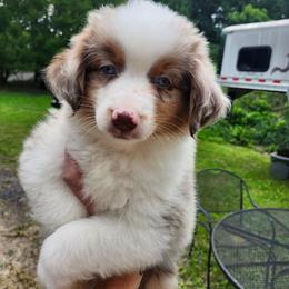 Rosie Boy 2 - Red merle male Miniature Australian Shepherd puppy in Hampton, Tennessee from TC Farms Stock Dogs - Miniature Australian Shepherds