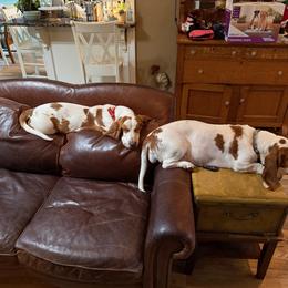 Basset Hound All Grown Up from Blooming Basset