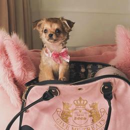Chihuahua Puppies from Petite Pups LLC