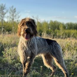 Wirehaired Pointing Griffons from DOGS COUNTRY GRIFFS
