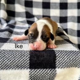 Ike - Sable male Pembroke Welsh Corgi puppy in Waverly, Iowa from Kindred Corgis