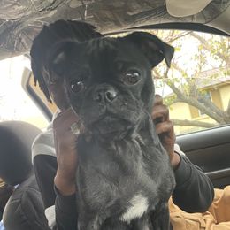 Molly - Pug