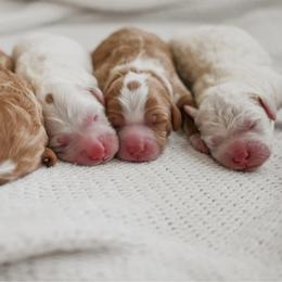 Goldendoodle puppies from Aloha Doodles & Poodles