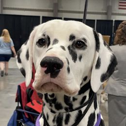 Beagles and Dalmatians from Arcadia Kennels