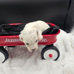 Girl 1 - White female Bichon Frise puppy in Four Oaks, North Carolina from Misty Clark