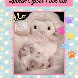 Bichon Frise Puppies from The Blessed Bichons