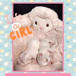 Bichon Frise Puppies from The Blessed Bichons