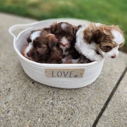 Havanese Puppies from Havanese Cuban Cuties