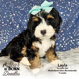 Bernedoodle Puppies from A Star is Born Doodles