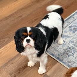 Millie - Cavalier King Charles Spaniel