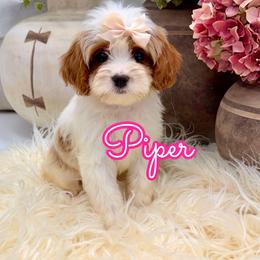 Piper - White female Cavapoo puppy in Buford, Georgia from Petite Posh Puppies