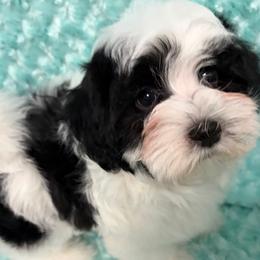 Boy 2 - male Havanese puppy in Salt Lake City, Utah from Beseme Havanese