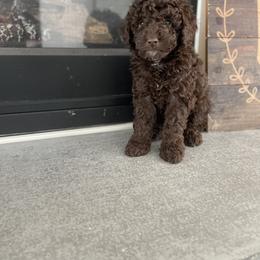 English Springer Spaniel, Poodle, and Springerdoodle Puppies from Little Mountain Springers, Springerdoodles & Poodles