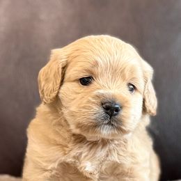 Boy 1 - Cream male Cockapoo puppy in Chatom, Alabama from Troy  & Robin Bailey
