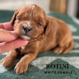 Rotini - Red female Cavapoo puppy in Pagosa Springs, Colorado from Selah Mountain Dogs