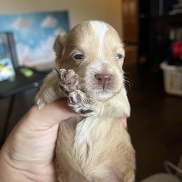 Scarlett - Wheaten female Miniature Schnauzer puppy in Slaughterville, Oklahoma from Priscilla's Miniature Schnauzers