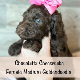 Spot 7 - Chocolate female Goldendoodle puppy in Redmond, Oregon from Bourbon and Lace Doodles