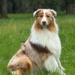 Rmm2 - Red merle male Australian Shepherd puppy in Chehalis, Washington from Wandering Acres Ranch