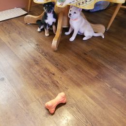 Shiba Inu Puppies from Tired Iron Shibas